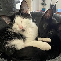 adopt a pet
