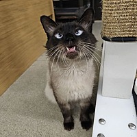 adopt a pet