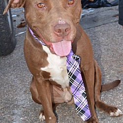 Thumbnail photo of Chester-Adopted! #2