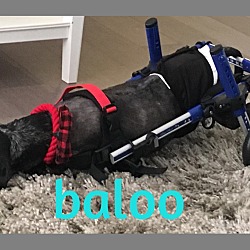 Thumbnail photo of BALOO #3