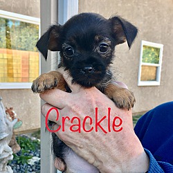 Thumbnail photo of Crackle #1