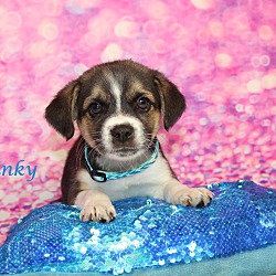 Thumbnail photo of Binky~adopted! #2