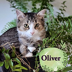 Photo of Olliver