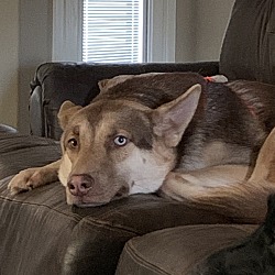 Photo of Bandit