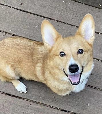 Lynnwood, WA - Corgi. Meet Dash a Pet for Adoption - AdoptaPet.com