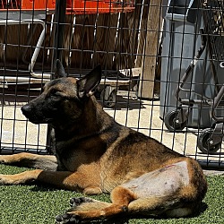 Photo of Trooper - Located in Texas
