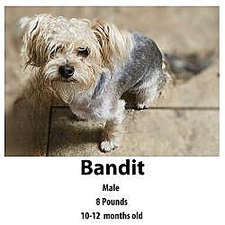 Photo of Bandit