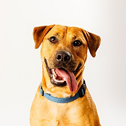 bonded pet photo