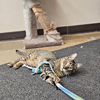adopt a pet