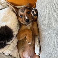 adopt a pet