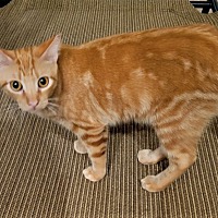 adopt-pet
