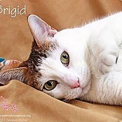 Thumbnail photo of Brigid #1