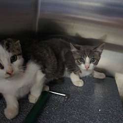 Thumbnail photo of Stage Kittens (6) #2