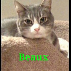 Photo of Beaux