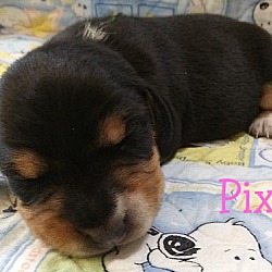 Thumbnail photo of PIXIE #4