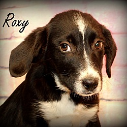 Thumbnail photo of Roxy~adopted! #4