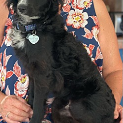 Photo of Ronnie
