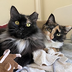 Photo of Maggie and Bella