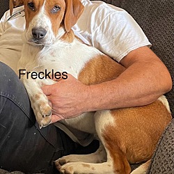 Thumbnail photo of Freckles #1