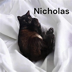 Thumbnail photo of Nicolas #3