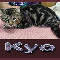 Photo of Kyo