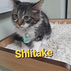 Photo of Shiitake (Piper 2)