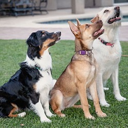 Thumbnail photo of LILY Mini Aussie #4