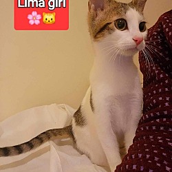 Thumbnail photo of Lima #1