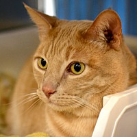 adopt a pet