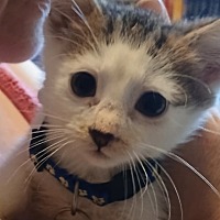 adopt-pet