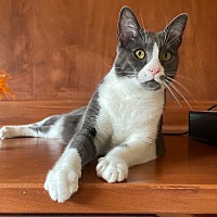 adopt a pet