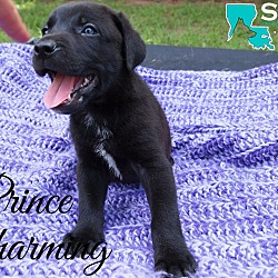 Thumbnail photo of Prince Charming #3