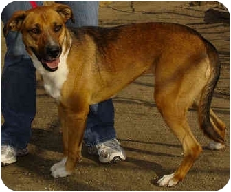 Bakersfield Ca Collie Meet Heidi A Pet For Adoption