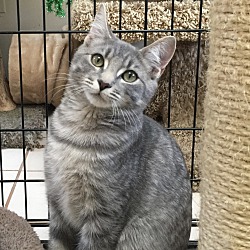 Photo of GRAY~ADOPTED!