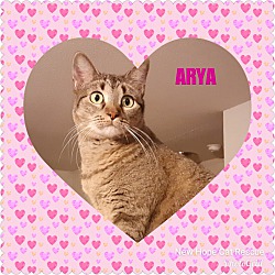 Thumbnail photo of Arya #1