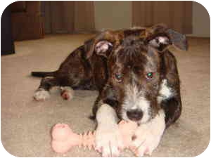 Rochester Hills Mi Fox Terrier Wirehaired Meet Ruby A Pet