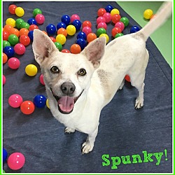 Thumbnail photo of Spunky #3
