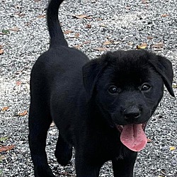 Photo of Georgia Puppy of Dixie ADOPTION PENDING
