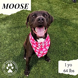 Thumbnail photo of Moose #2