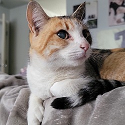Photo of Daisy (our blind kitty)