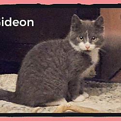 Photo of Gideon