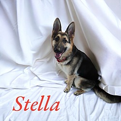 Thumbnail photo of Stella II #3