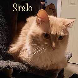 Photo of Sirello
