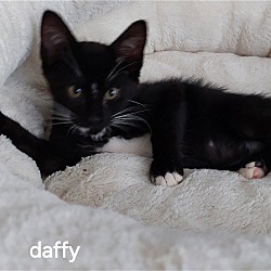 Thumbnail photo of Daffy #1