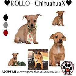 Thumbnail photo of ROLLO #2