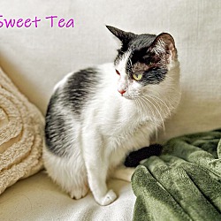 Thumbnail photo of Sweet Tea #4