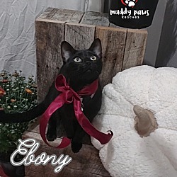 Thumbnail photo of Ebony #3