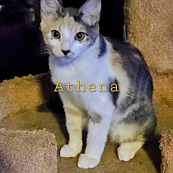 Thumbnail photo of Athena #1