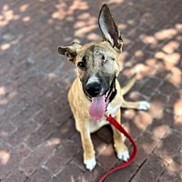 adopt a pet