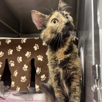 adopt-pet